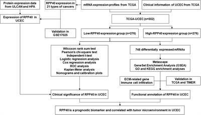 RPP40 is a prognostic biomarker and correlated with tumor microenvironment in uterine corpus endometrial carcinoma